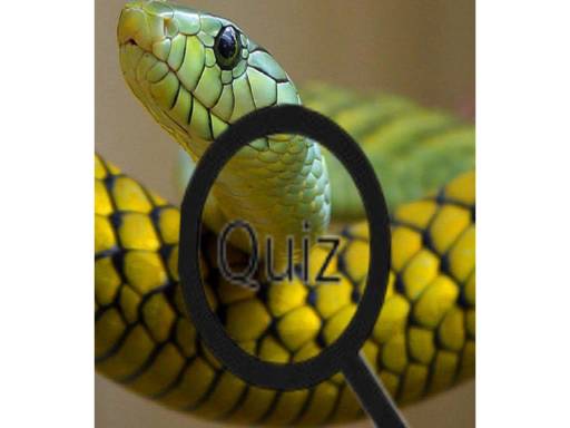 Wildlife Animal Trivia:test Your Knowledge!